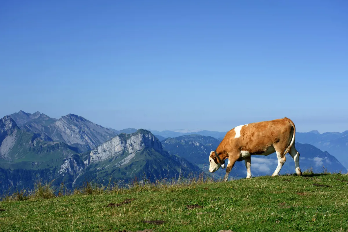 Braun-weiße Kuh grast auf einer Almwiese, dahinter Bergketten über einem Wolkenmeer
