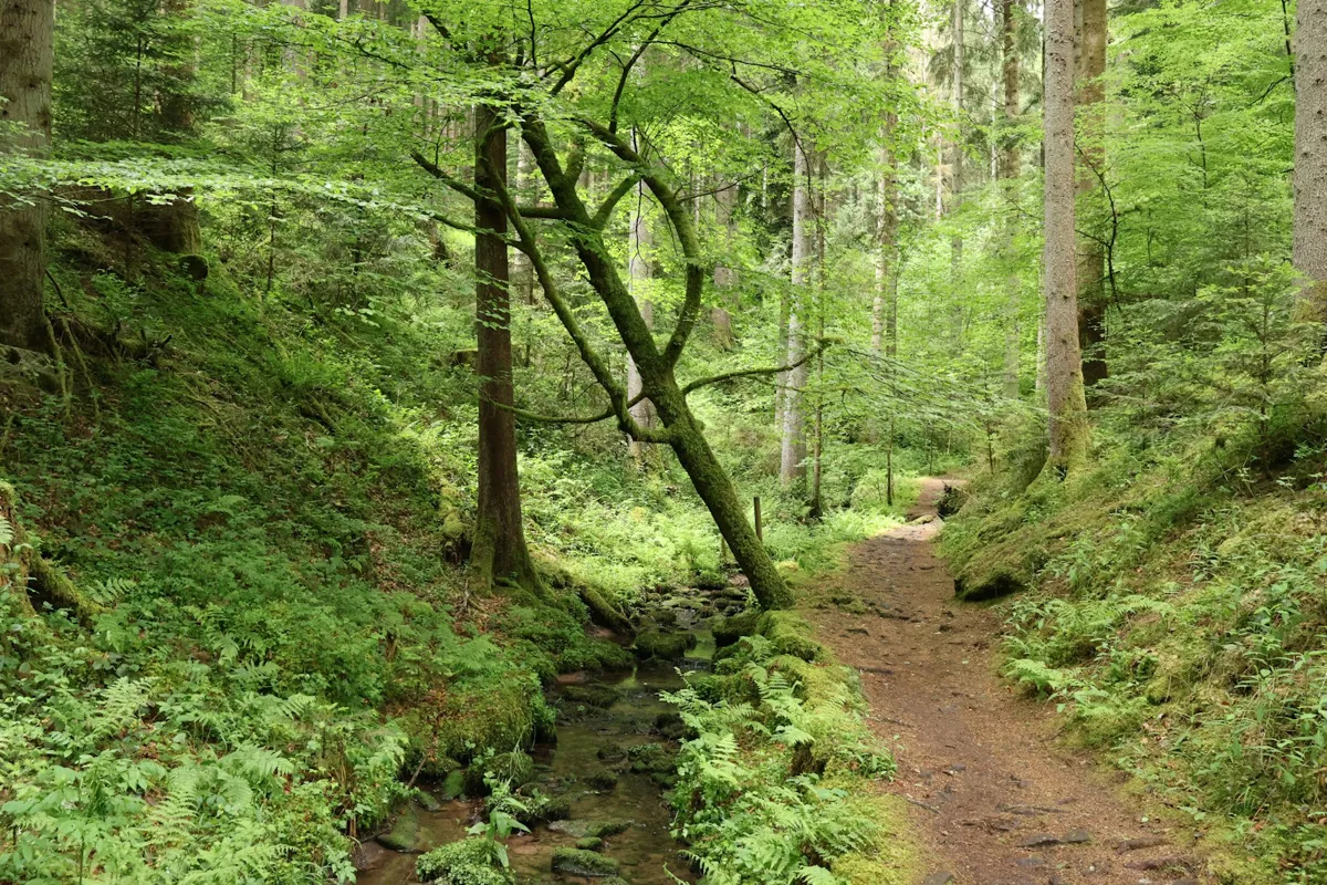 Erdiger Wanderweg durch einen hellgrünen Laubwald mit Farnen neben einem kleinen Bach